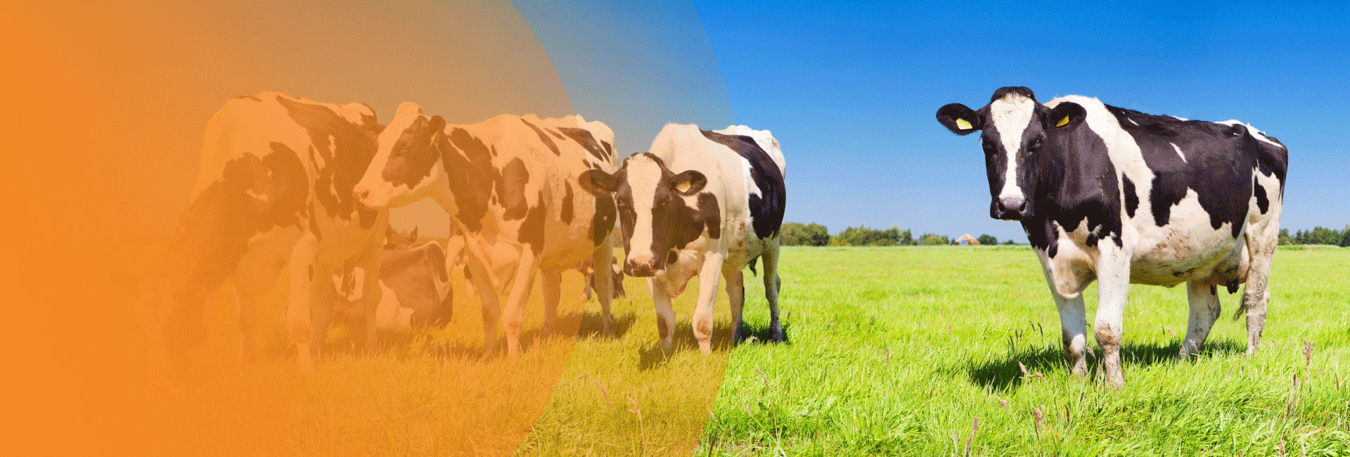 Farming